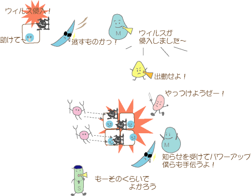 【免疫細胞の働き】この一連のはたらきを促すのがインターフェロンです。