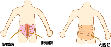 「腹直筋」「腹横筋」「大腰筋」